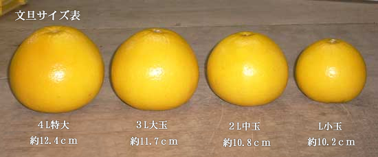 文旦の大きさ比較